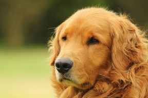 九游下载中心-跳水动作标准瑞士稳步晋级，瑞士 跳水