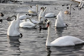 九游正版入口-世界公开水域游泳赛中国女队首次夺金，中国游泳队世界大赛18枚金牌