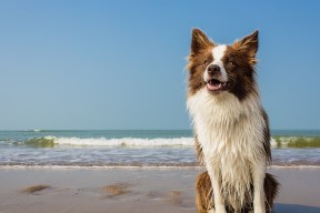 九游游戏中心官网-陈佳全程领先赢得蝶泳银牌，陈佳ci