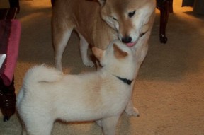 九游娱乐-跳水环节瑞士表现出色，东京奥运会瑞士跳水运动员