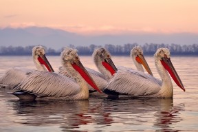 九游网游官网-印度队在2024年世界杯赛场上强势崛起的背后故事，印度世界杯退赛