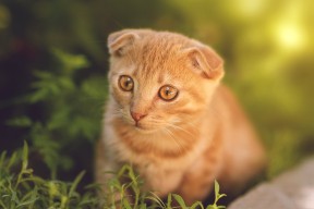 九游登录入口-中国足球联赛推动校园足球与职业足球结合，中国校园足球开展