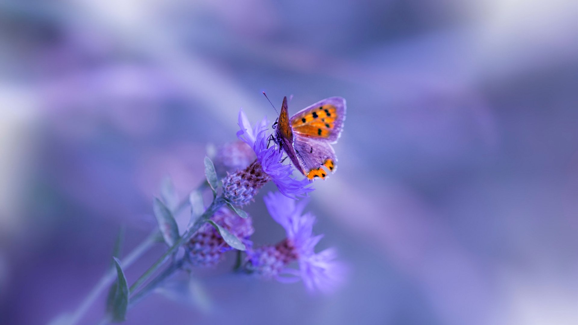 NBA球员三分出手选择与空间创造能力关联分析,nba三分角色球员