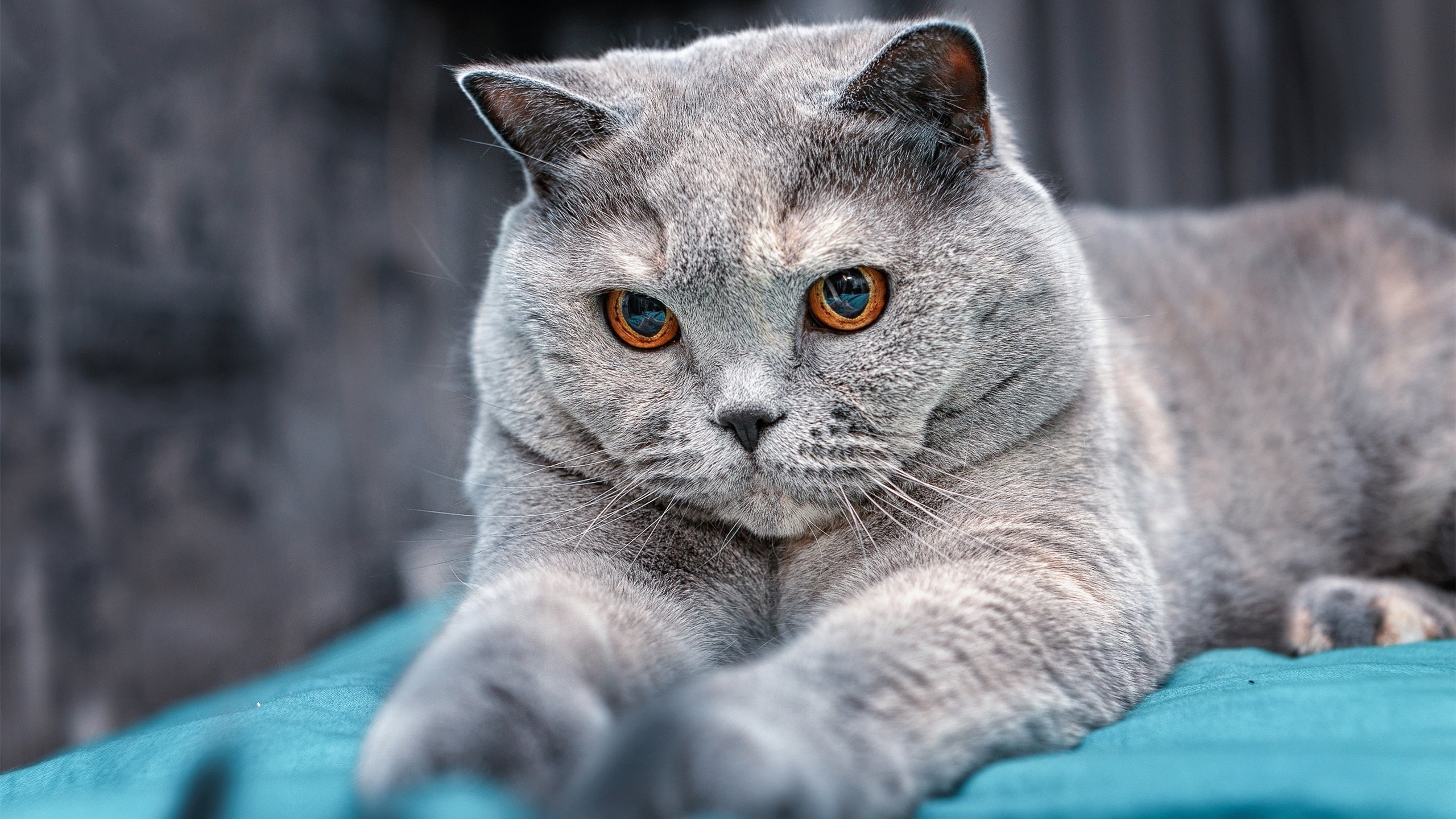 NBA球员专项技能动作科学训练方法,nba球员训练方式