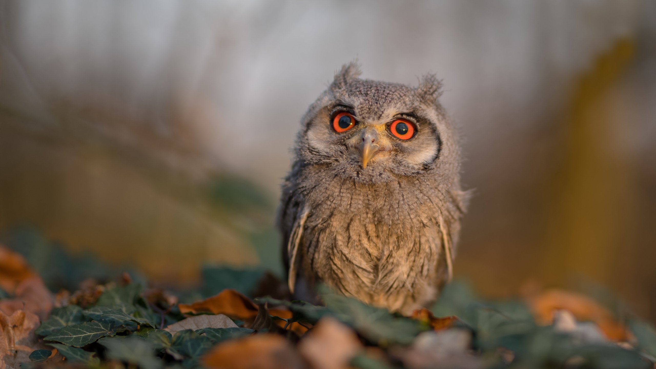 NBA球员专项技能训练与动作标准化,nba球员技术