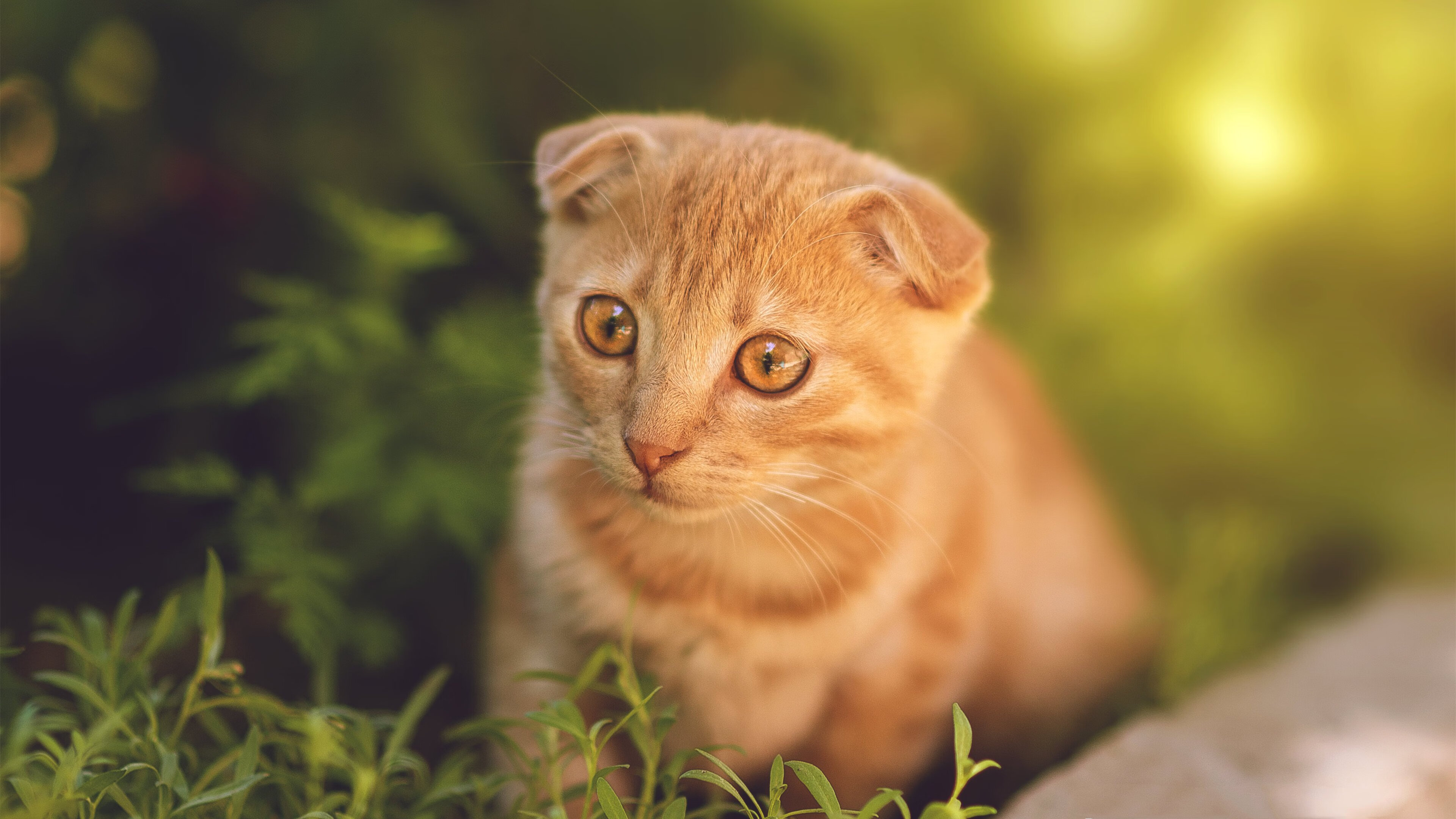 传媒报道中的足球：从现场到虚拟的全方位转变，足球转播广告