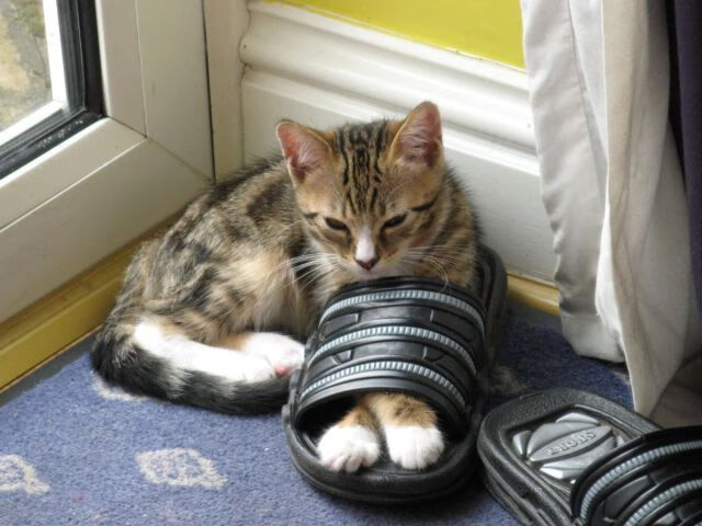 体育赛事运营管理智能化解决方案,体育赛事运营是什么工作