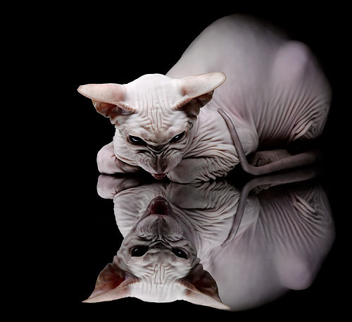 德甲球员心率变异性监测指导个体化训练调整,心率变异性数据