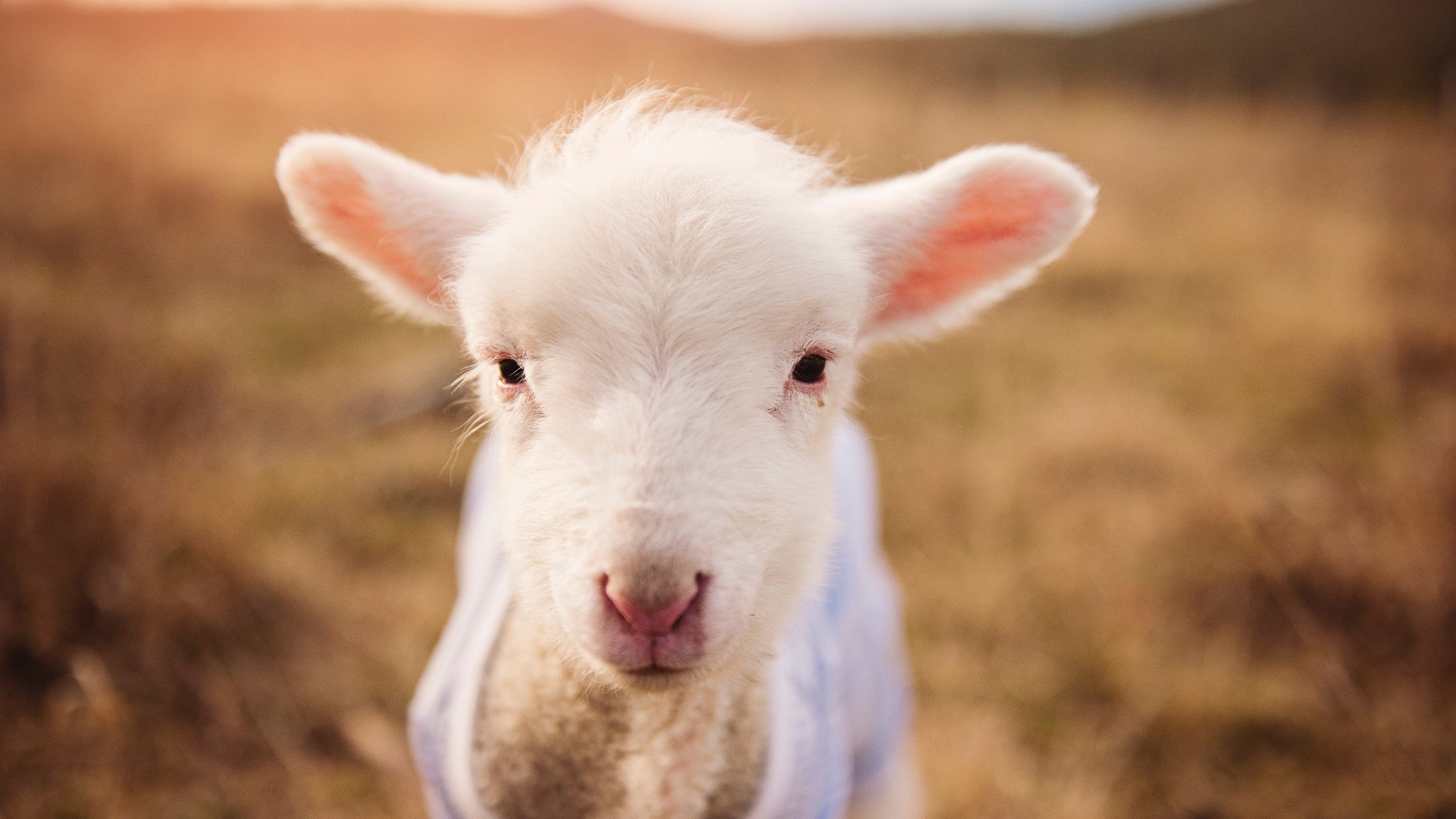 “新都香城赛场,福乐球决赛迎来激烈对决”