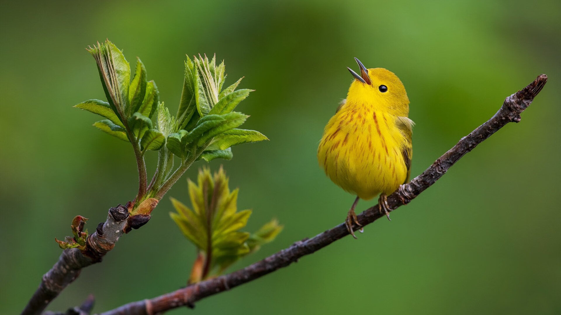 外援对联赛本土球员成长的双刃剑效应,2021外援