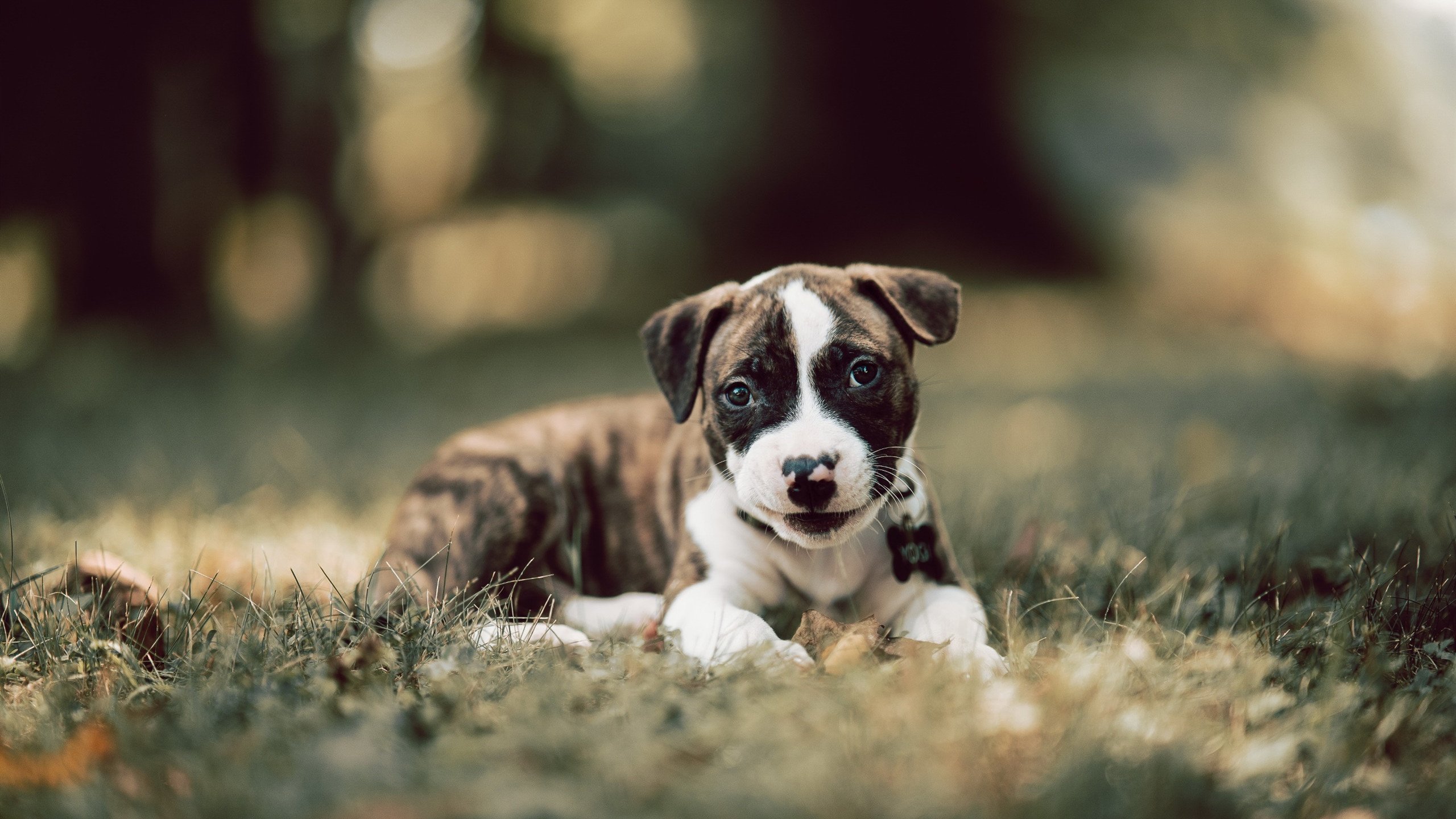 节奏加快时外线命中率是否更具波动性