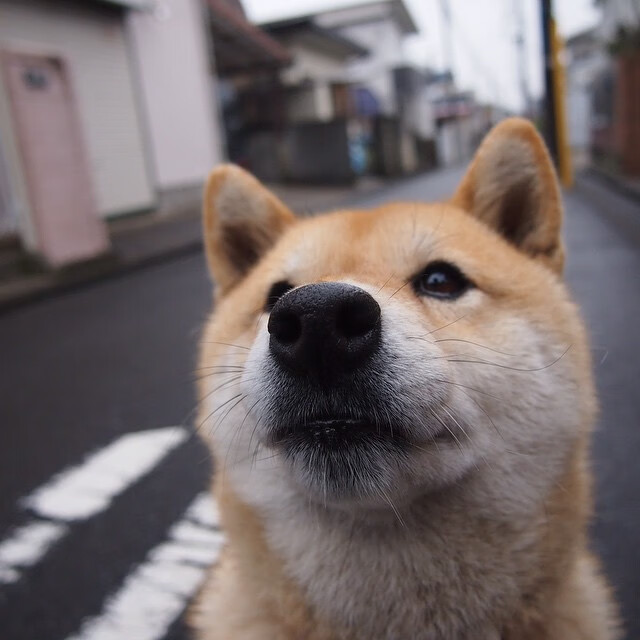 蛙泳划水动作节奏调整,蛙泳游泳划水动作分解