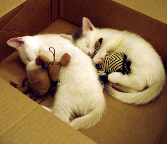 女子足球进入青少年教育体系普及速度明显加快，女子足球青训