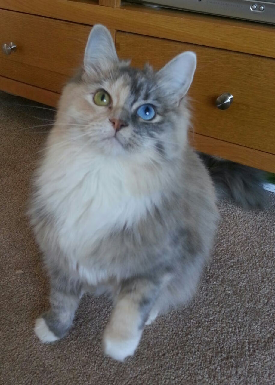 德甲球迷的文化认同感提升，德甲的风格