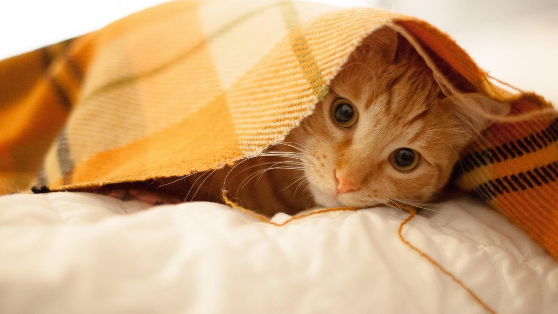 西甲颠峰对决：明星光环璀璨夺目！，西甲sporting