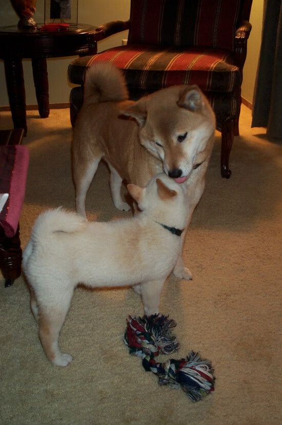 跳水环节瑞士表现出色，东京奥运会瑞士跳水运动员