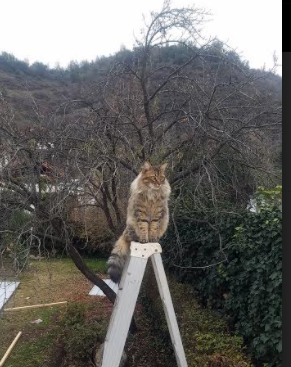 中国 basketball 球员合同执行问题与法律保障机制，球员协议