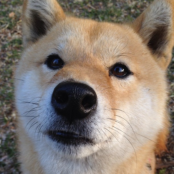 中国足球俱乐部之间交流训练方式互补与互助机制,中国足球俱乐部制度