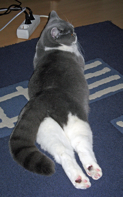 体育新闻中心推广体育新闻移动端创新应用,体育新闻报道新闻稿